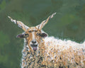 Racka Sheep